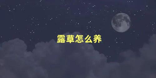 露草怎么养